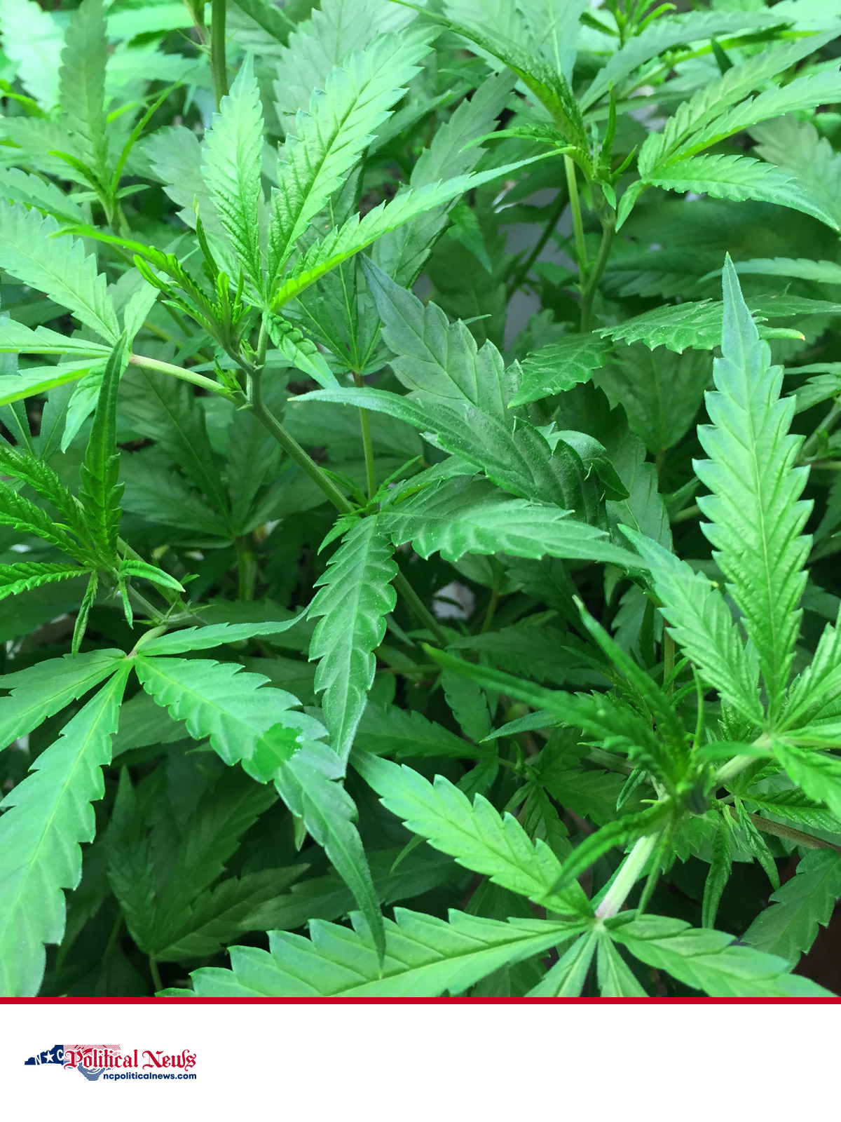 Close-up of green marijuana plants used as contextual imagery for a North Carolina policy story.
